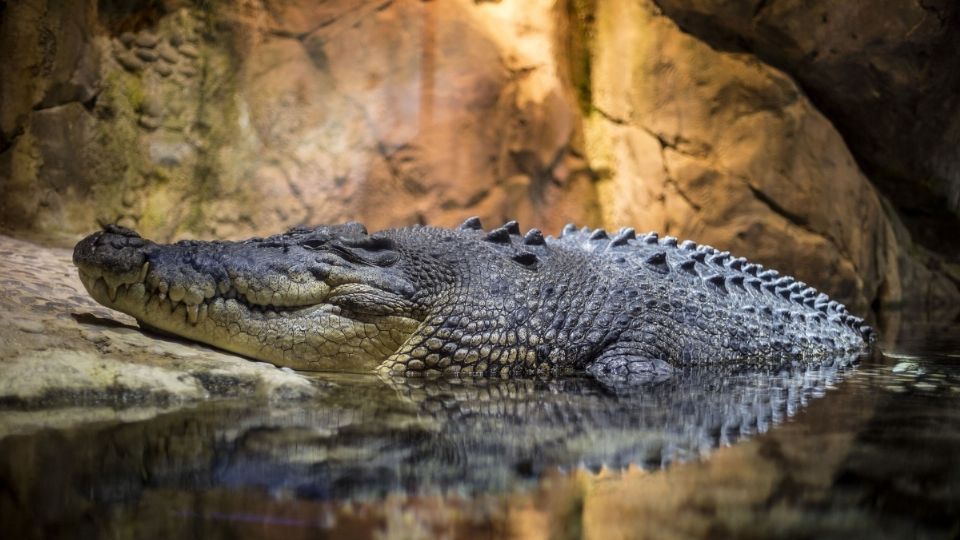 El desayuno del reptil se hizo viral en redes sociales. Foto: Pixabay