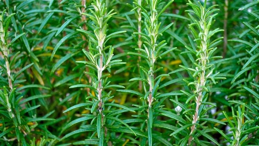 Los increíbles beneficios que obtendrás cultivando Romero en tu jardín