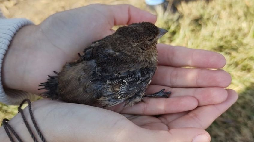 Al menos 12 animalitos domésticos murieron tras explosión en Puebla