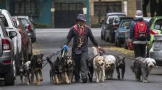 Paseador de perros es captado en VIDEO dándole cerveza a un lomito en Coyoacán