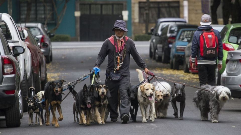 CLAVE. En los paseos caninos se llega a ver más de una decena de perros al mismo tiempo. Foto: Cuartoscuro