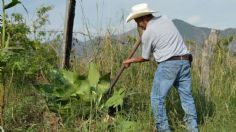 Campesinos dan prioridad al turismo; dejan a un lado el campo