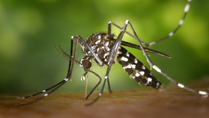 Estados Unidos en alerta por virus mortal que se transmite por los mosquitos