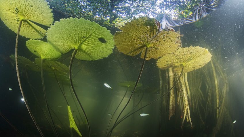 ¡Impresionante! Descubren antiguo ecosistema de manglares en Península de Yucatán