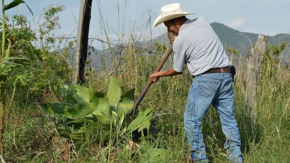 Reduce el número de campesinos; dan prioridad al turismo. Foto: Frida Valencia