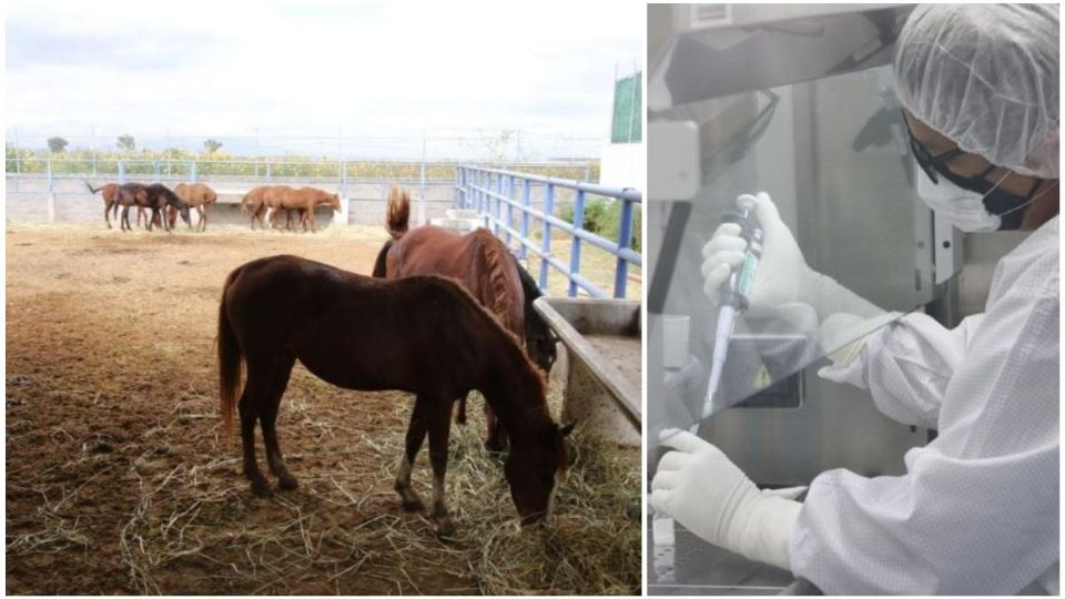 La generación de suero equino es un gran avance para mitigar los efectos del Covid-19 en humanos
(Foto: Especial)