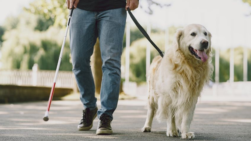 Diputados aprueban reforma que permite acceso de personas con discapacidad a establecimientos públicos con perros guía