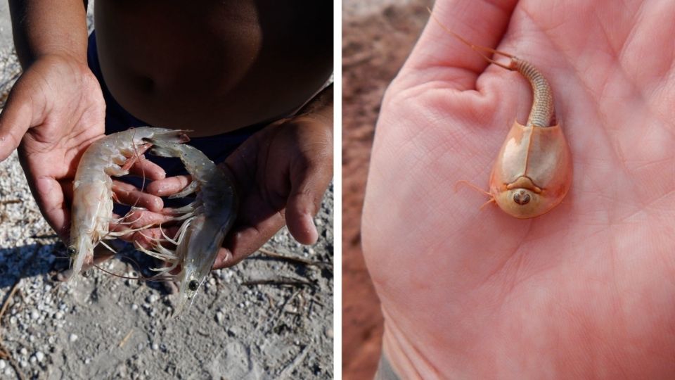 Esta extraña especie, denominada “camarón dinosaurio”, fue vista un estanque al norte de Arizona, Estados Unidos. FOTO: Especial