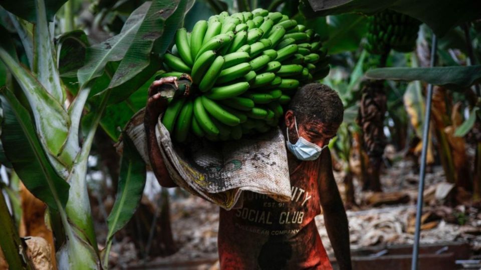 Hacen llamado para consumir plátanos de la zona (Foto: Europa Press)