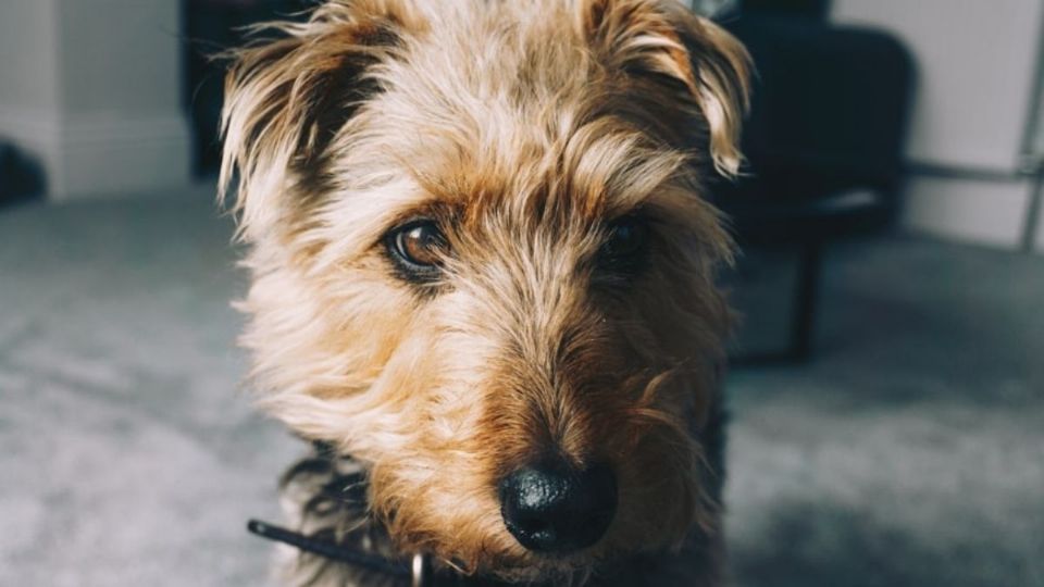 Perro raza Welsh terrier. Fuente: Unsplash