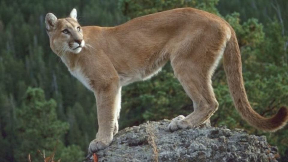 El puma es una de las especies en peligro de extinción (Foto: ok diario)