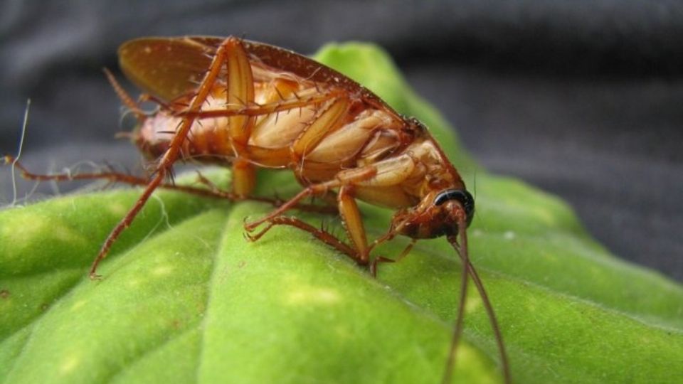 Las mejores plantas para terminar con las cucarachas de tu casa. FOTO: Especial