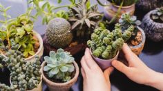 Tres plantas indispensables para crear buena VIBRA en tu casa y alejar la mala energía