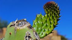 Milpa Alta impulsa venta de nopal como parte de la reactivación economía de la alcaldía