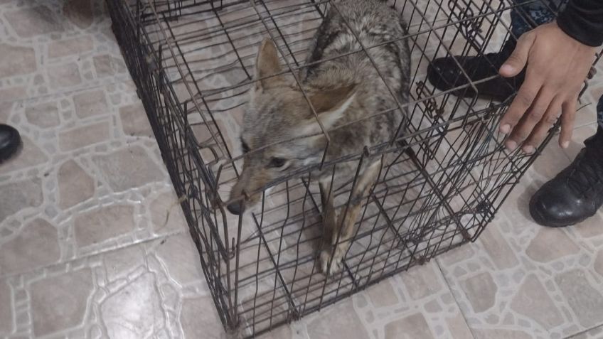 CDMX: Mujer entrega cachorro de coyote mexicano a la Brigada de Vigilancia Animal para su resguardo