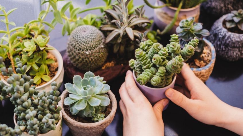 Tres plantas indispensables para crear buena VIBRA en tu casa y alejar la mala energía