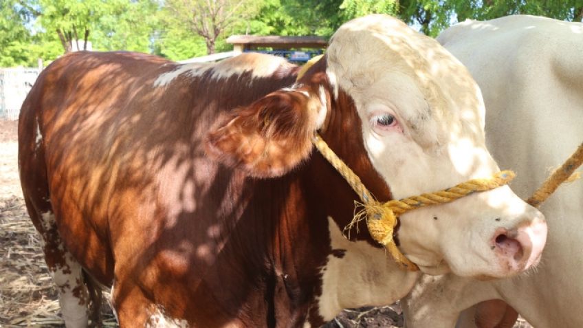 Ganaderos de Sinaloa se preparan para la temporada de invierno