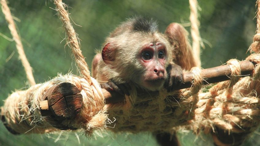 SEDEMA y CONANP firman convenio para proteger especies silvestres en México