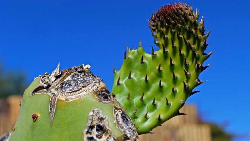 Milpa Alta impulsa venta de nopal como parte de la reactivación economía de la alcaldía