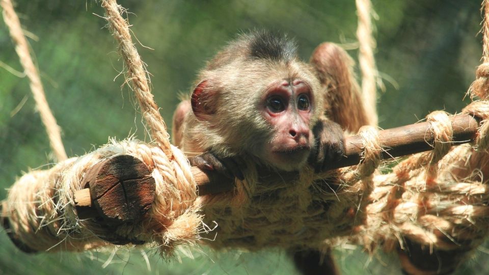 Nuestro país requiere del apoyo y la fortaleza de instituciones como el Zoológico de México, aseguran.