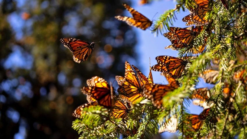 Por cambio climático, sufren bosques que albergan a la mariposa monarca en México