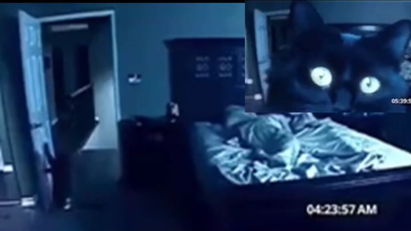 Actividad michinormal: Gatito negro hace de las suyas mientras sus "Karen" duermen | VIDEO