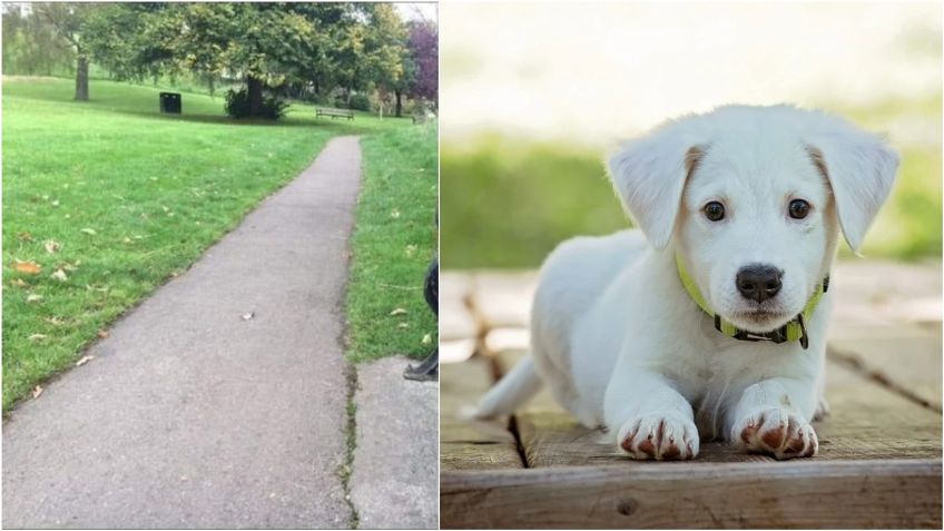 Acertijo visual: tienes 10 segundos para encontrar al perro; el 95% no lo logra