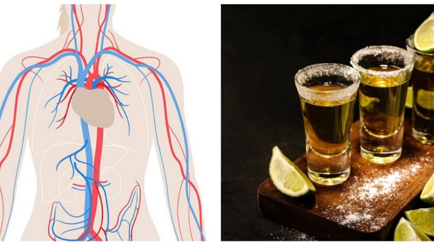 ¿Qué pasa con tu cuerpo cuando consumes tequila? Todo lo que debes saber