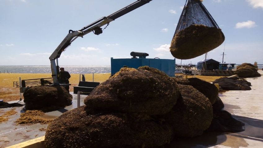 Marina recolecta más de 44 mil toneladas de sargazo de playas de Quintana Roo