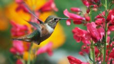 Colibríes: 3 flores fáciles de cuidar para atraerlos a tu jardín