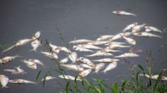 Laguna de las ilusiones en Villahermosa, Tabasco, registra mortandad de peces