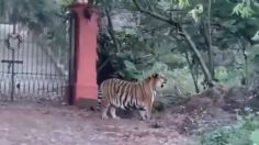 Temor en Jalisco: difunden VIDEO de gigantesco TIGRE deambulando por la carretera de Tapalpa