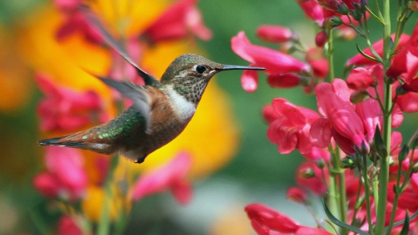 Colibríes: 3 flores fáciles de cuidar para atraerlos a tu jardín