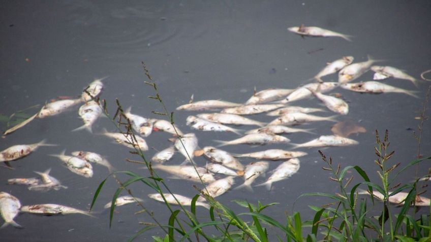 Laguna de las ilusiones en Villahermosa, Tabasco, registra mortandad de peces