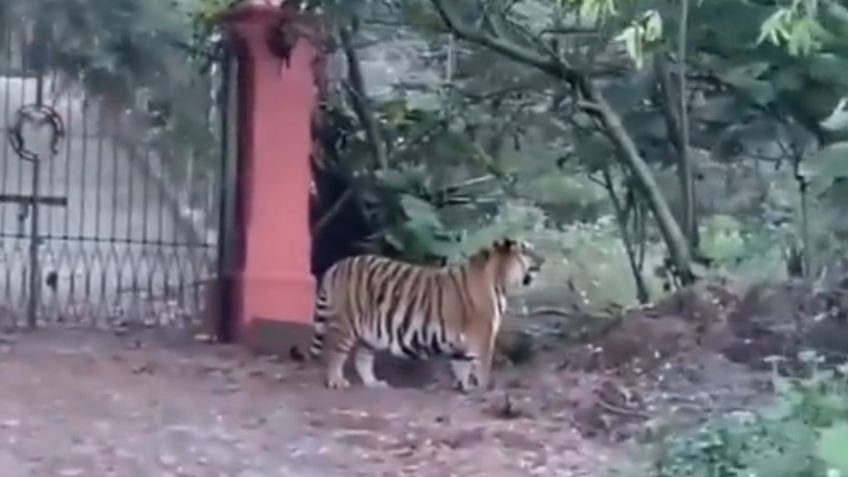 Zoológicos de la CDMX recibirán a felinos del santuario Black Jaguar-White Tiger