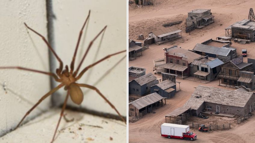 “Rust” está maldita; así luce el brazo de colaborador que fue picado por araña venenosa | IMÁGENES FUERTES