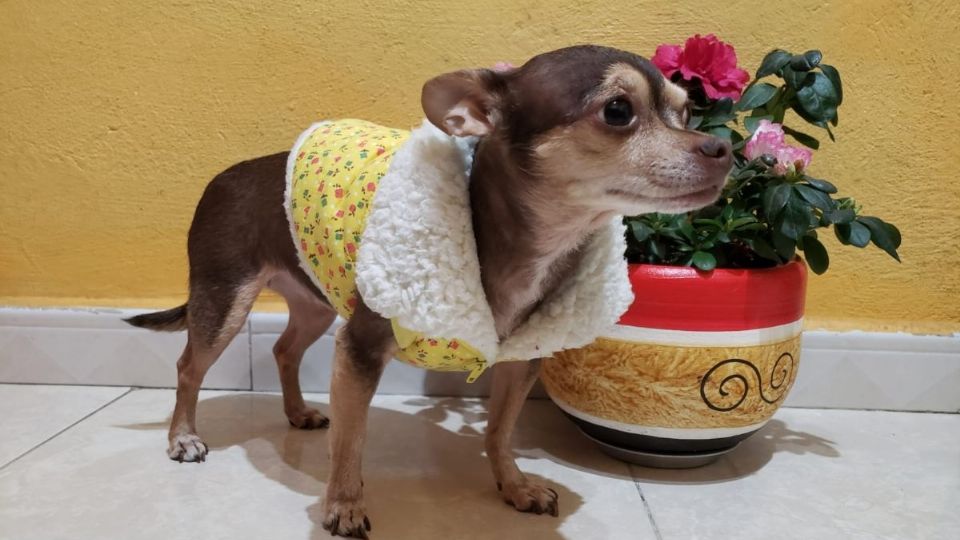 La dependencia recomendó abrigar a la mascota en caso de ser necesario (Foto: Luis Hernández)