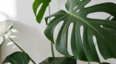 Monstera: 5 consejos para que siempre esté verde y sana