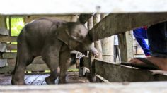 Elefantito pierde la mitad de su trompa tras caer en trampa de cazadores furtivos