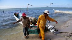 Demandan acuicultores frenar importación de camarón centroamericano contaminado