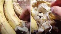 Gusanos en plátanos ¿es cierto el VIDEO con la fruta llena de animales que circula WhatsApp?