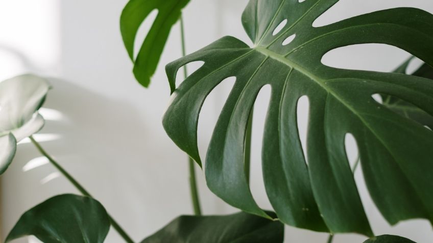 Monstera: 5 consejos para que siempre esté verde y sana