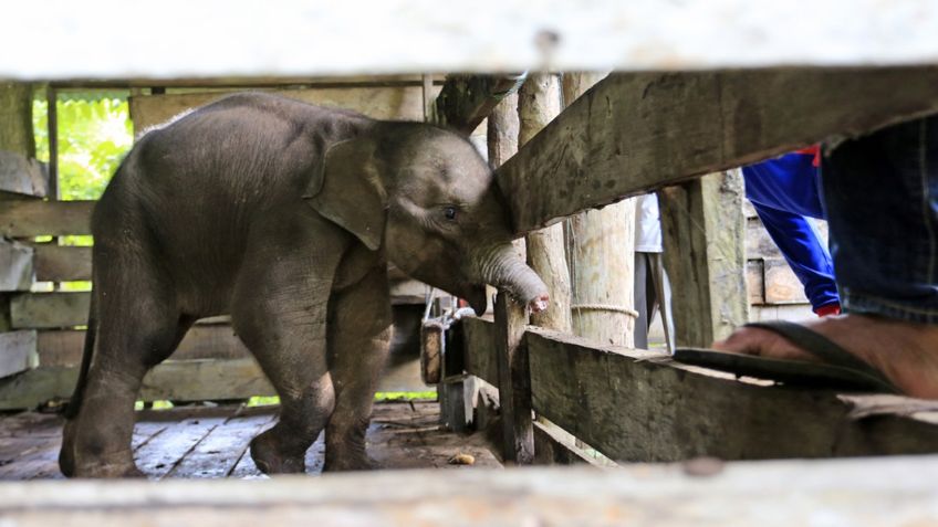 Elefantito pierde la mitad de su trompa tras caer en trampa de cazadores furtivos