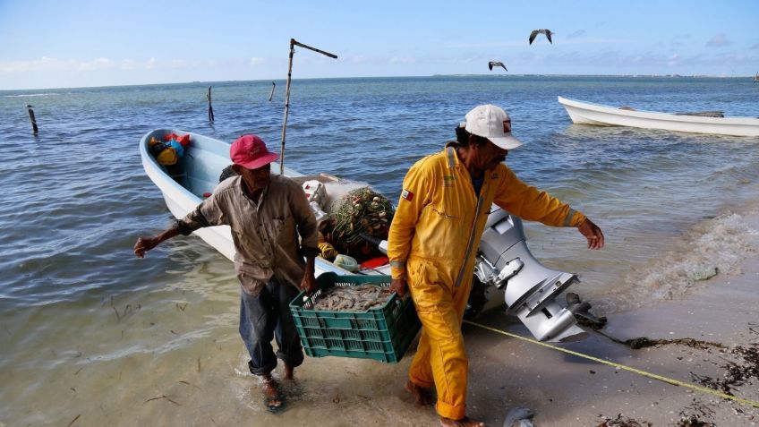 Demandan acuicultores frenar importación de camarón centroamericano contaminado