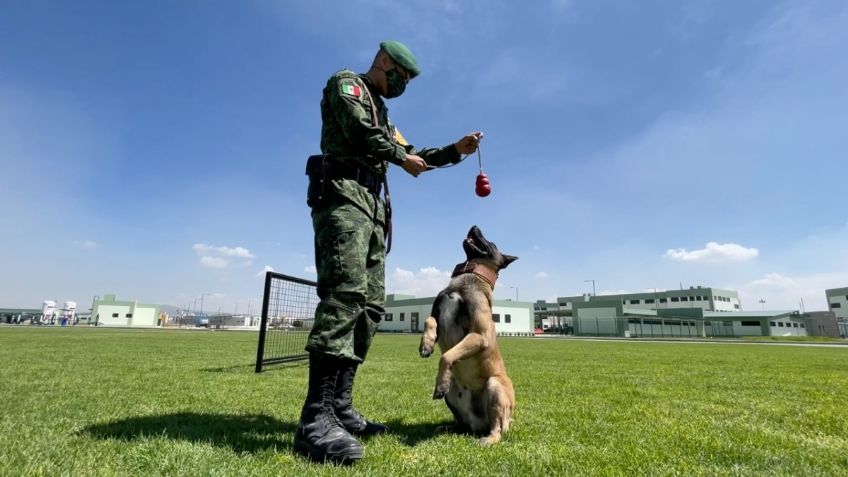 Así entrenan a los perros de rescate y detección de drogas en Santa Lucía: VIDEO