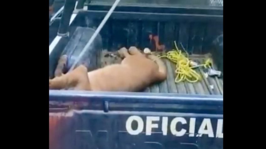 Oaxaca: Capturan a puma dentro de una casa en la zona mixe | VIDEO