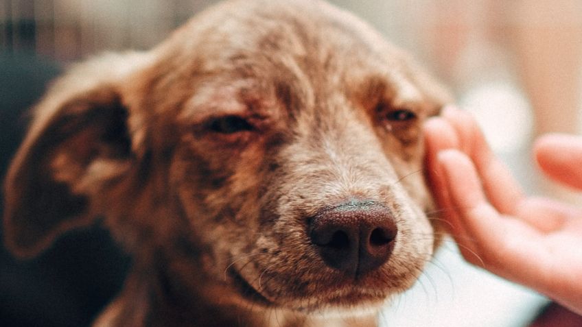 Donan productos de limpieza a refugios de animales en la CDMX