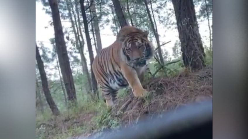 Tigre en carretera de Jalisco desata pánico; te explicamos si fue real o fake news