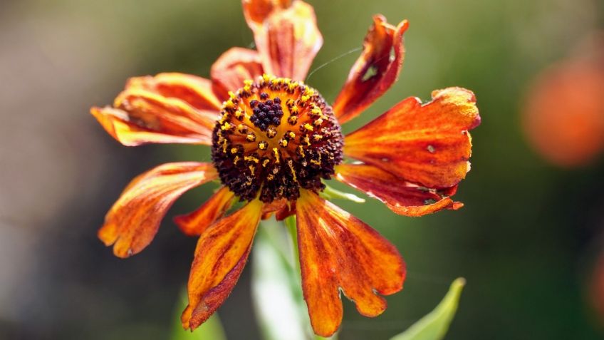 Así puedes identificar la falta de hierro en las plantas del jardín