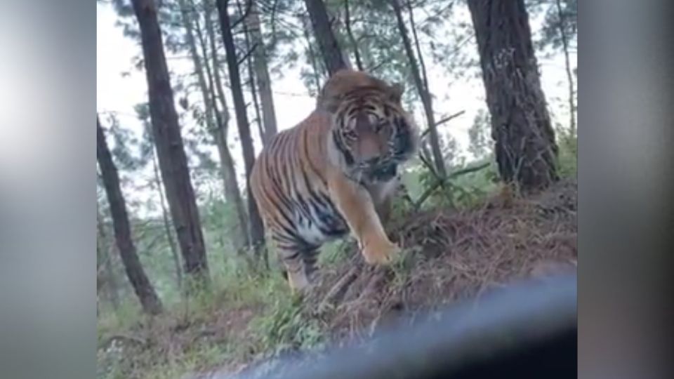 El enorme felino parecía estar confundido. Foto: Especial